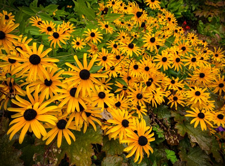 Garden Flowers