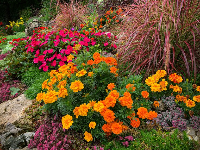 Lush Suburban Garden