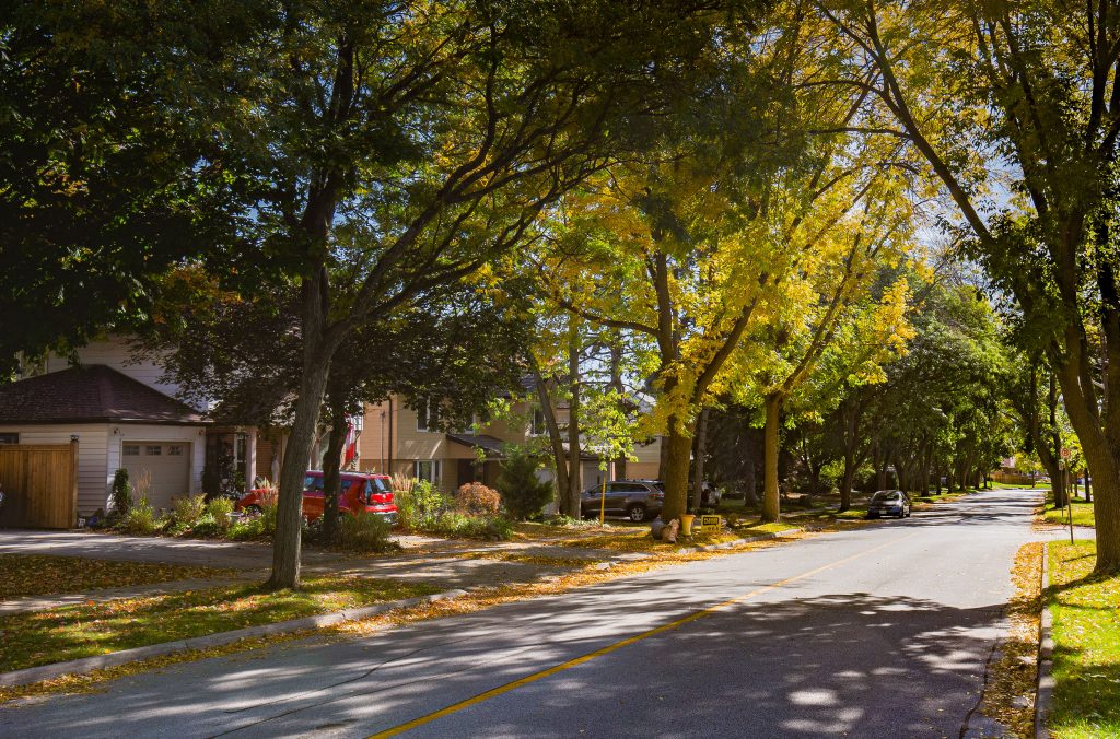 Mature Mountainside Street