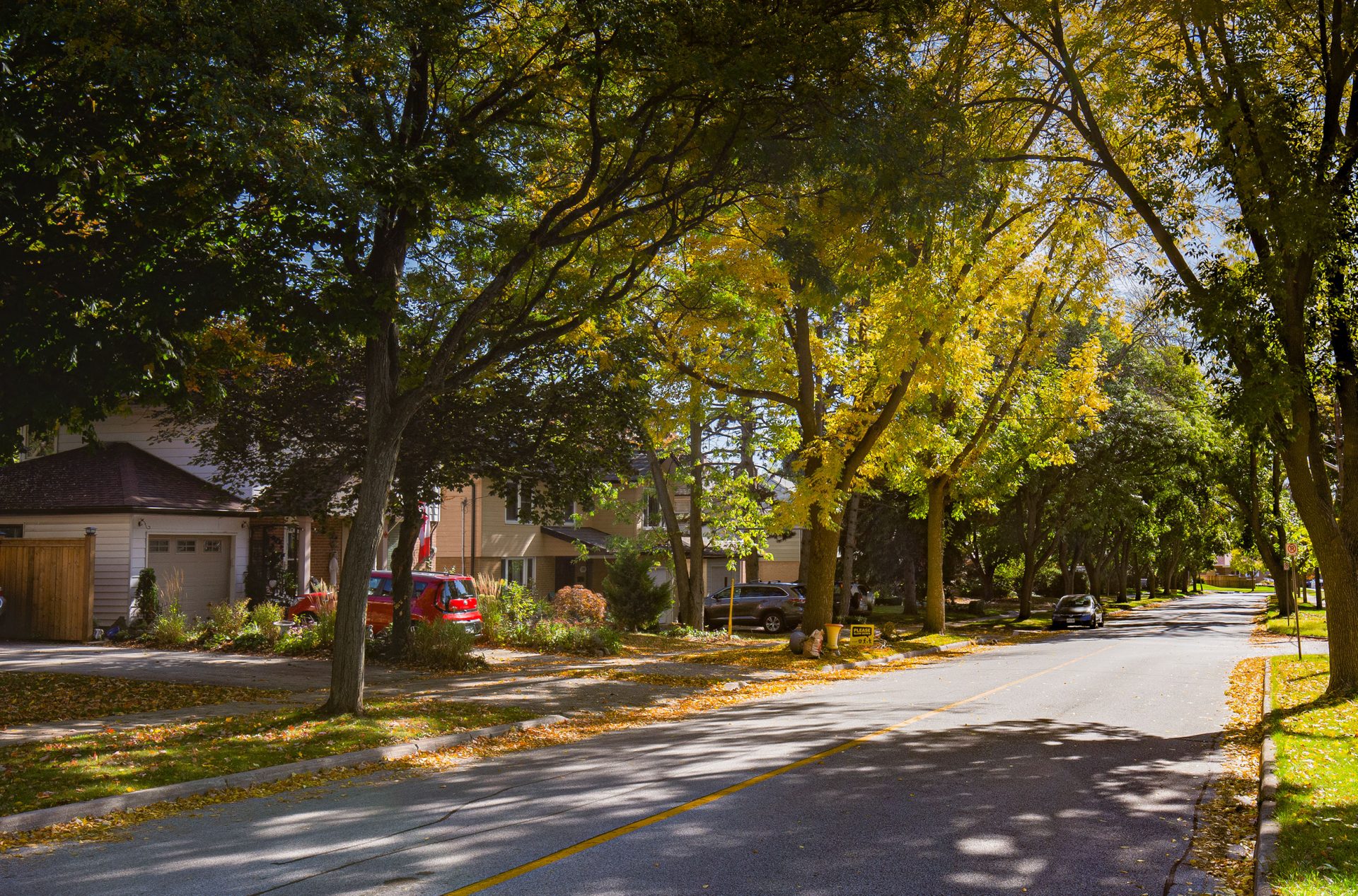 Mature Mountainside Street