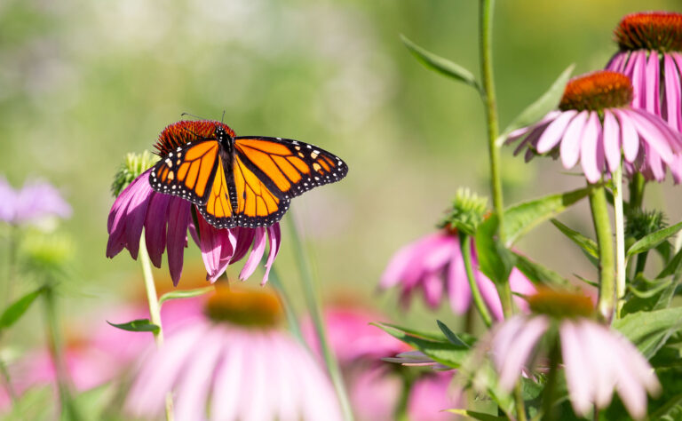 Garden Monarch butterfly in Bronte Creek.