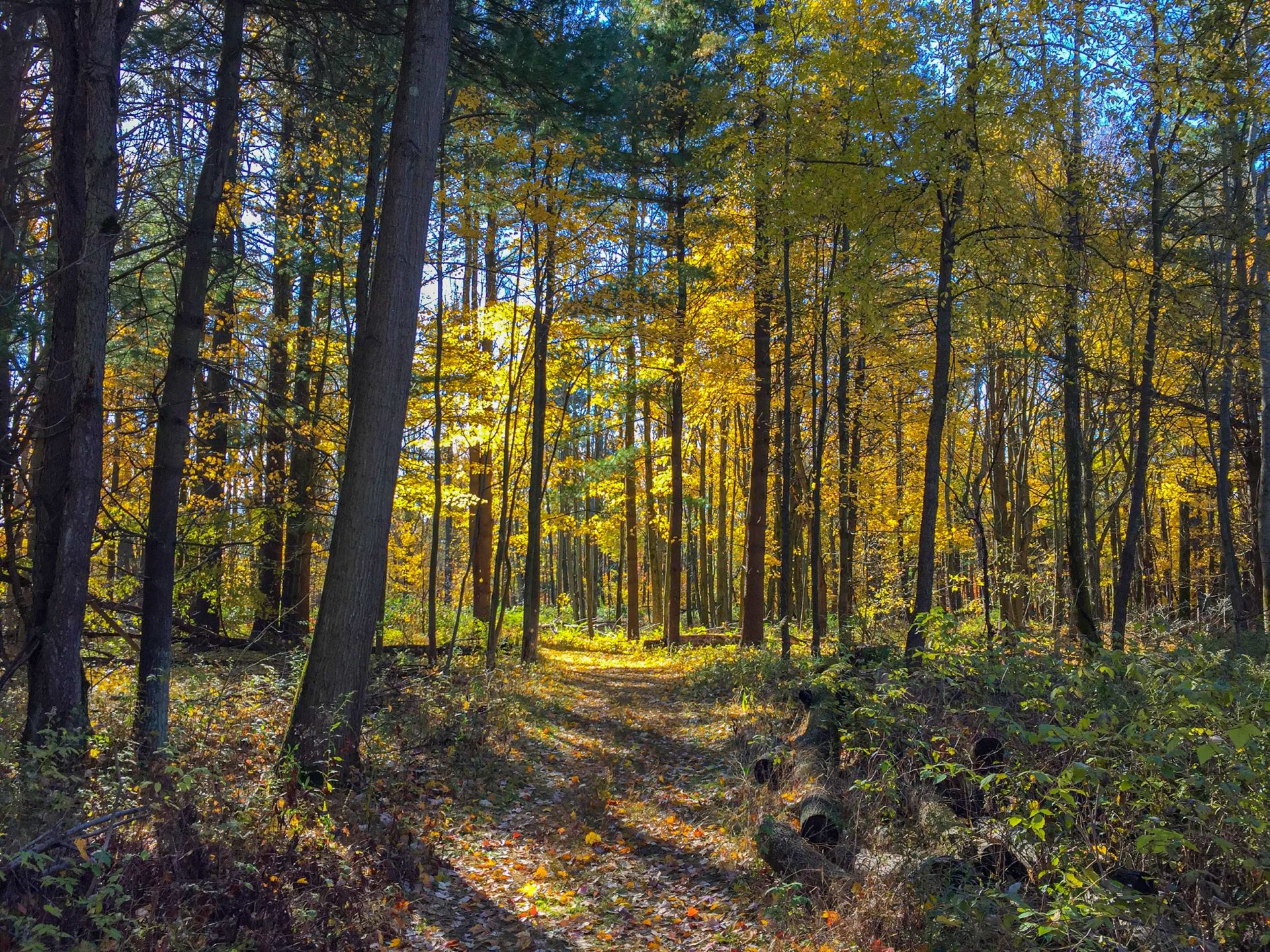 Hopkins Woods