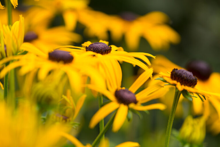 Neighbourhood Garden Flowers