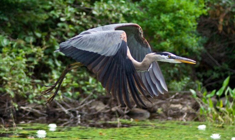 Wildlife in Cootes Paradise.